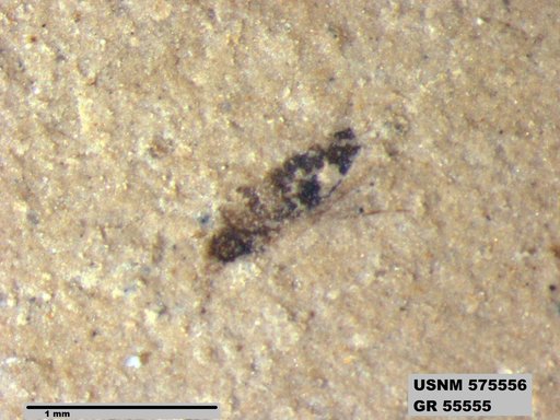 Insecta