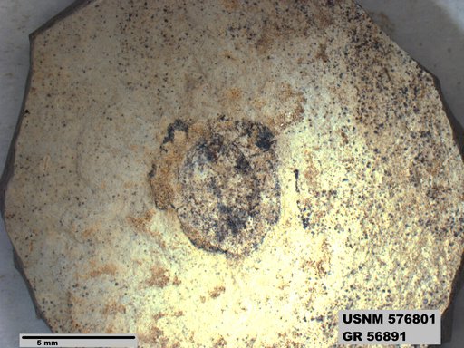 Insecta