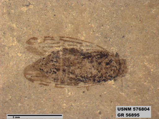 Insecta