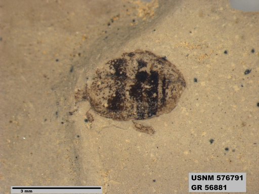 Insecta