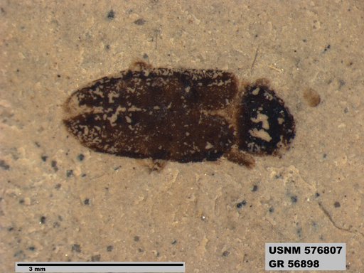 Insecta