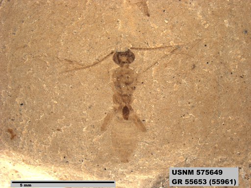 Insecta
