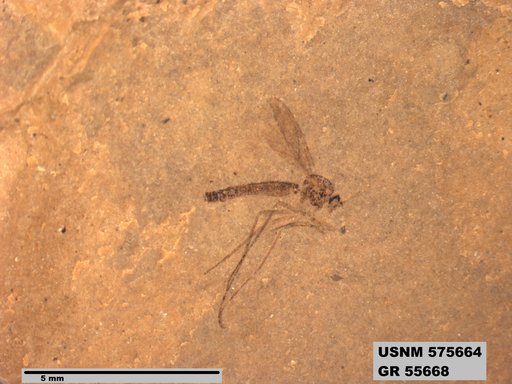 Insecta