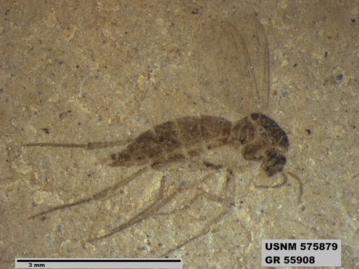 Insecta