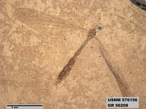 Insecta