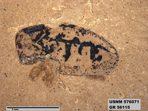 Insecta