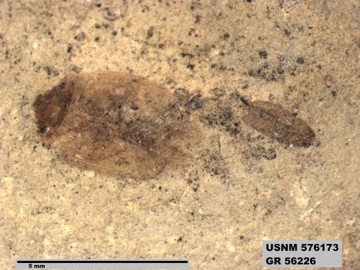 Genus sp
