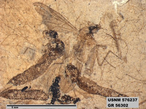 Insecta