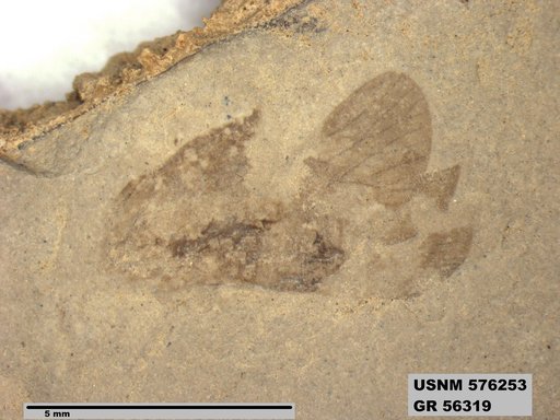 Genus sp