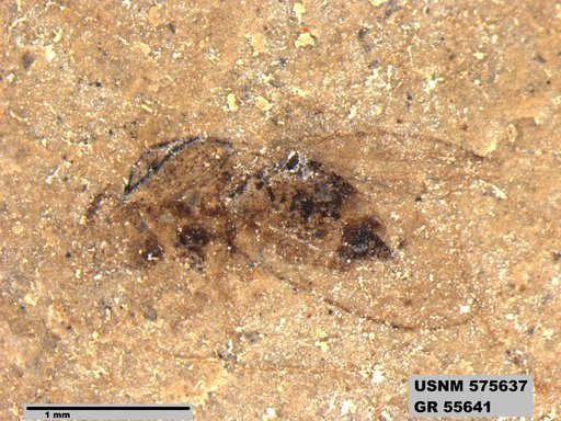 Insecta