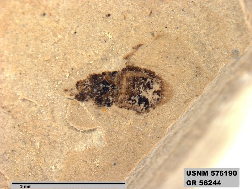 Genus sp