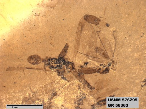 Insecta