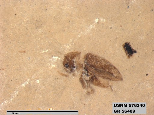 Insecta