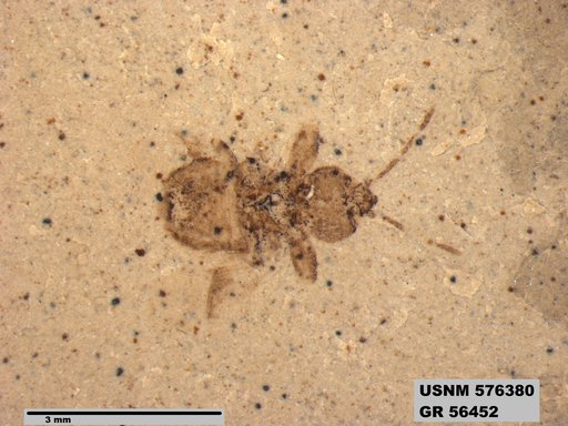 Genus sp