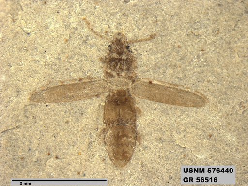 Insecta