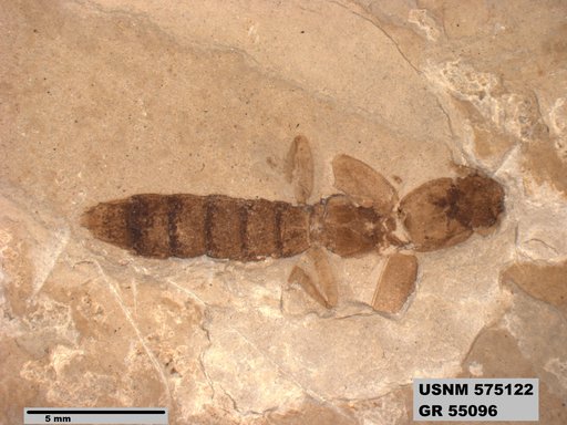 Genus sp