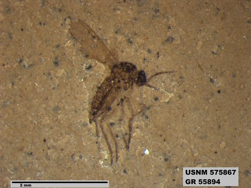 Insecta