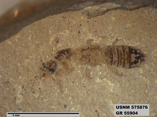 Insecta