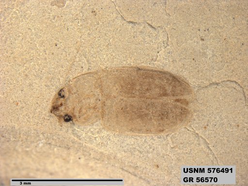 Insecta