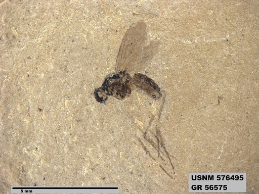 Insecta