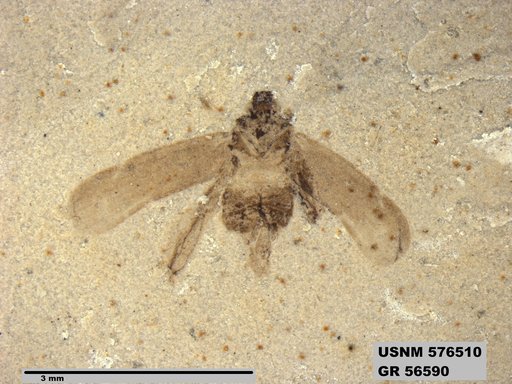 Genus sp