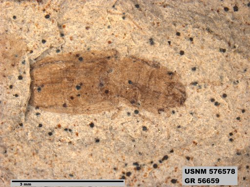 Insecta