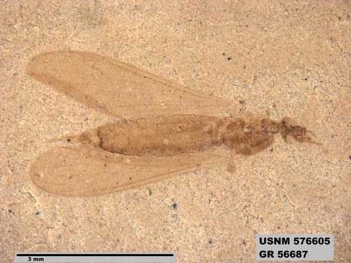 Insecta