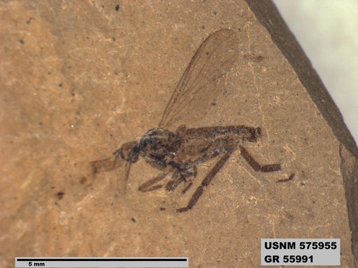 Insecta