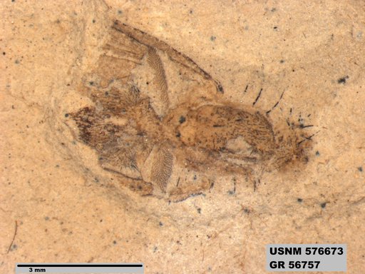 Insecta