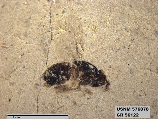 Insecta