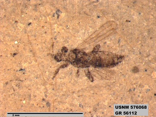 Insecta