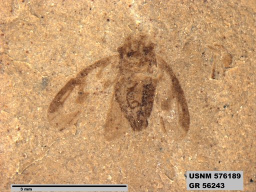 Genus sp