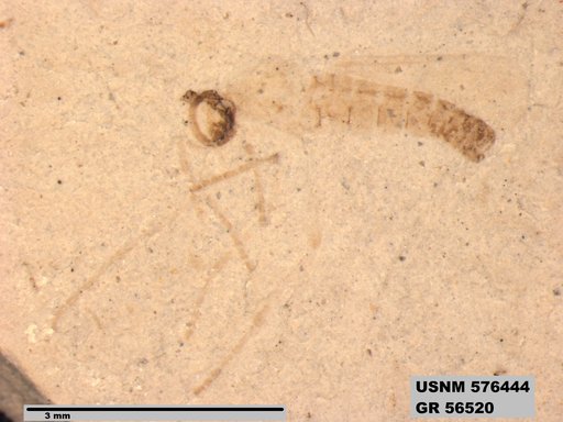 Insecta