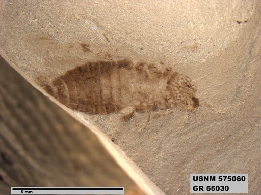 Insecta