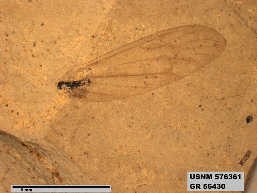 Insecta