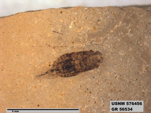 Genus sp
