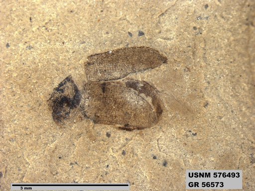 Insecta
