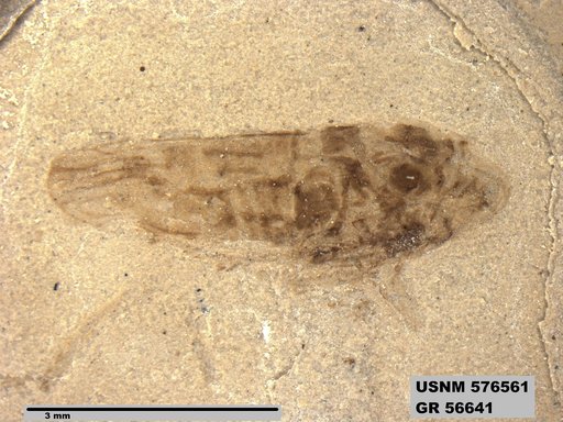 Genus sp