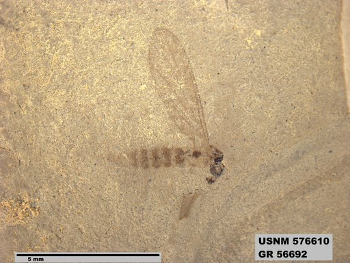 Insecta