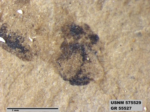 Genus sp
