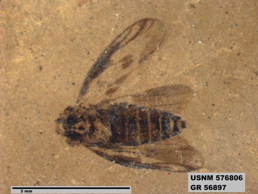 Genus sp