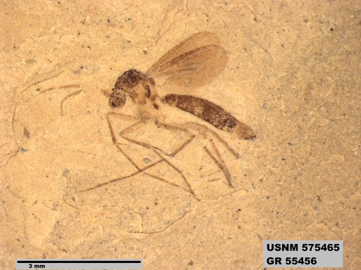Insecta