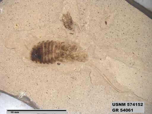 Genus sp