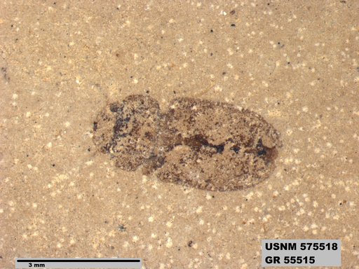 Insecta