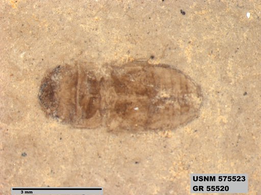 Insecta