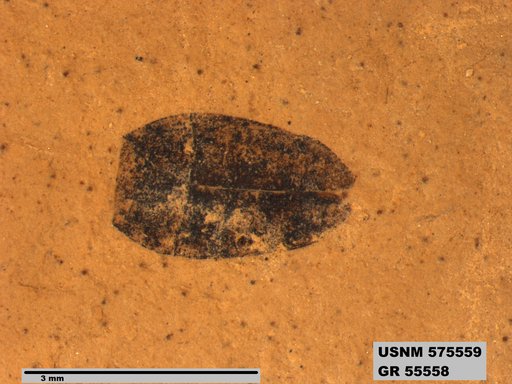 Insecta