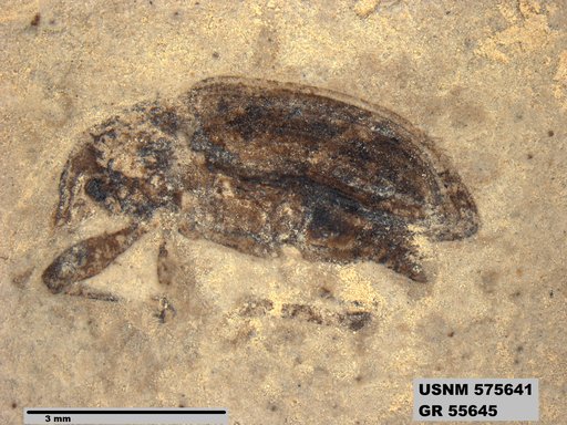 Genus sp