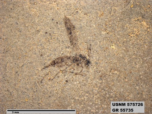 Insecta