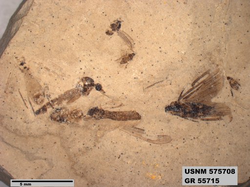 Genus sp
