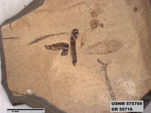 Insecta